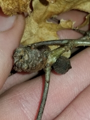 Neuroterus quercusbatatus