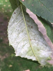 Phyllactinia fraxini