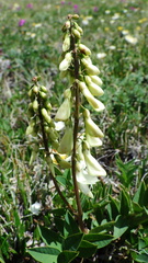 Hedysarum sulphurescens