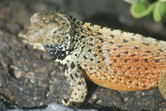 Microlophus delanonis