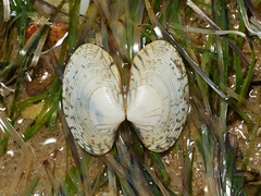 Katelysia rhytiphora