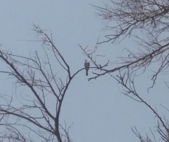 Hypocolius ampelinus