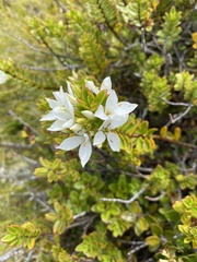 Veronica macrantha brachyphylla
