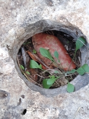 Arabidopsis thaliana