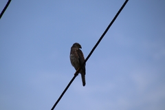 Accipiter rufitorques