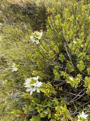 Veronica macrantha brachyphylla