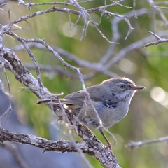 Sericornis maculatus