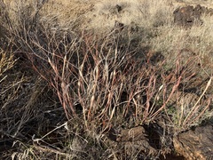 Eriogonum inflatum