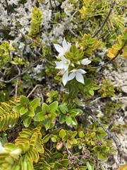 Veronica macrantha brachyphylla