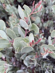 Arctostaphylos viscida pulchella