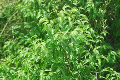 Vallesia