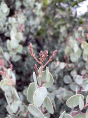 Arctostaphylos viscida pulchella