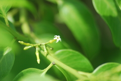 Vallesia