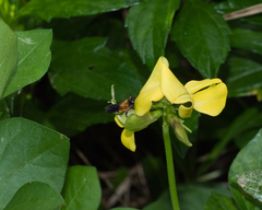 Megachile umbripennis