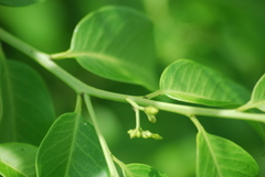 Vallesia
