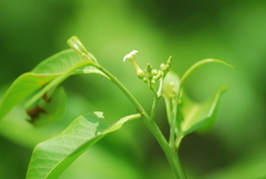 Vallesia