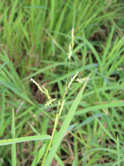 Leersia
