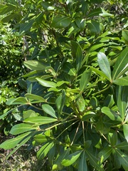 Pseudopanax lessonii
