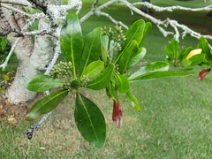 Alberta magna