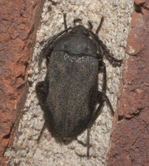 Penthe pimelia