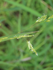 Leersia