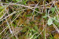Drosera arcturi