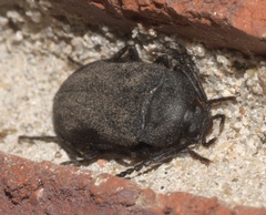 Penthe pimelia