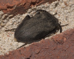 Penthe pimelia