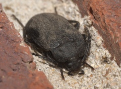Penthe pimelia