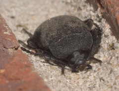 Penthe pimelia
