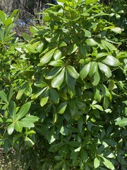 Pseudopanax lessonii