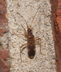 Ozophora picturata