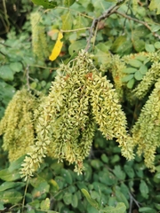 Apoplanesia paniculata