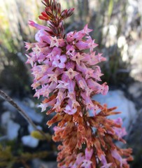 Erica daphniflora daphniflora