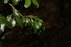 Psydrax odorata odorata