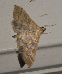 Epipagis fenestralis