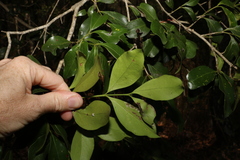 Psydrax odorata odorata