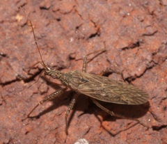 Nabis roseipennis