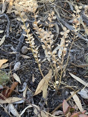 Lepidium monoplocoides