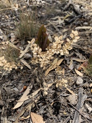 Lepidium monoplocoides