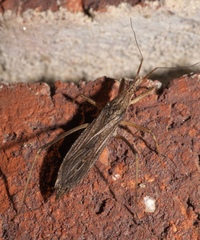 Pygolampis pectoralis