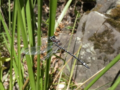 Eusynthemis brevistyla