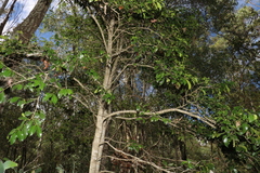 Psydrax odorata odorata