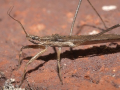 Pygolampis pectoralis