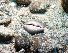 Monetaria caputophidii