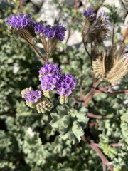 Phacelia pedicellata