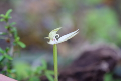Adenochilus gracilis