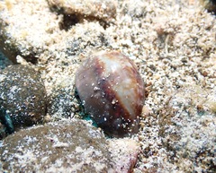 Monetaria caputophidii