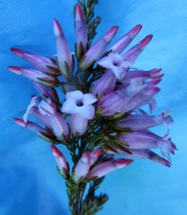 Erica daphniflora daphniflora