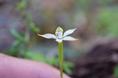 Adenochilus gracilis